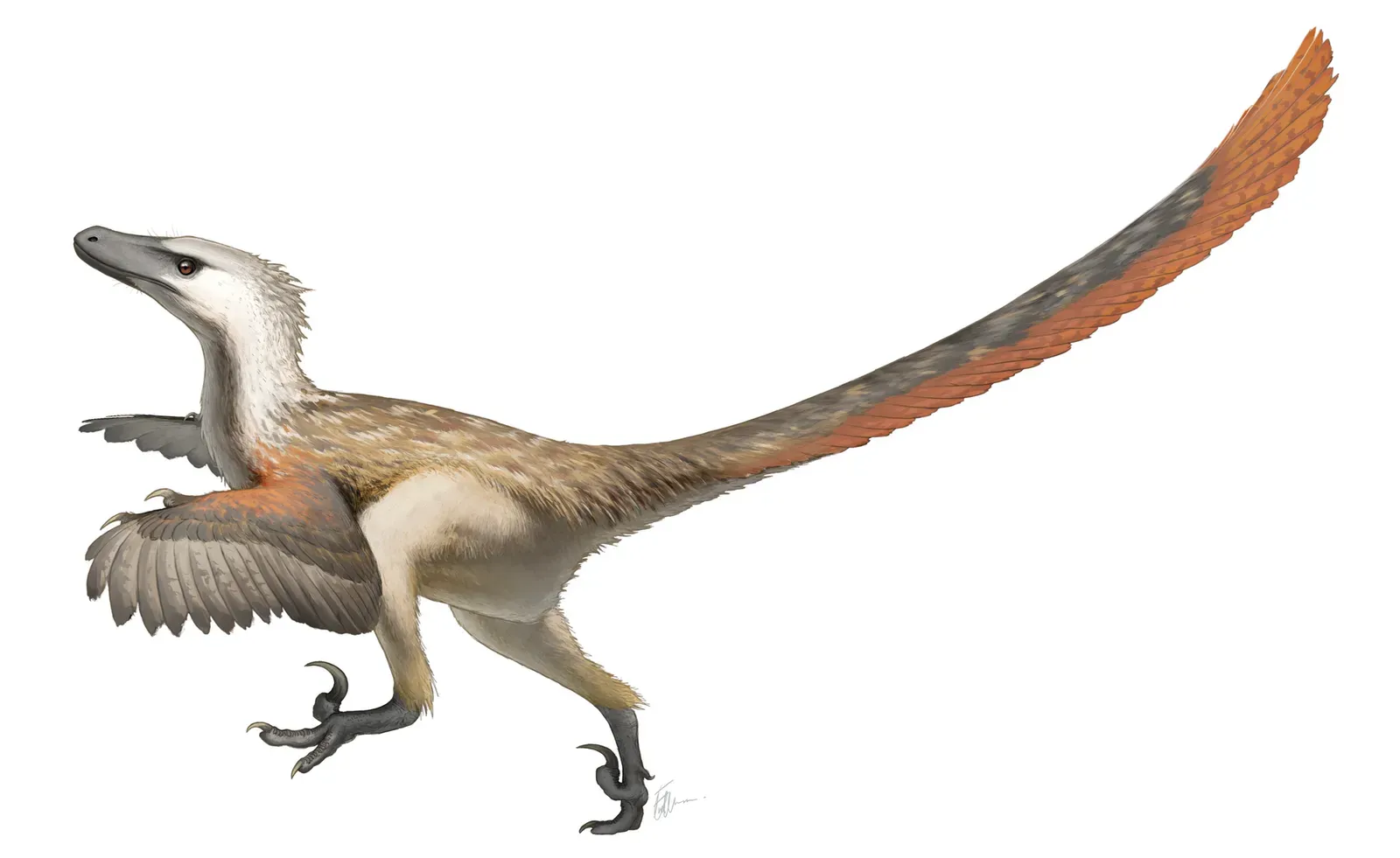 Small fully feathered dromaeosaur with wing feathers and a long tail, in side view